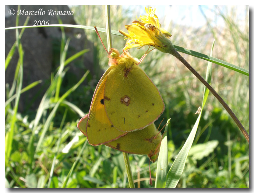 Autunno...caldo (ovvero:  farfalle fotografate oggi)